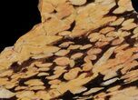 Slab of Fossilized Peanut Wood - Australia #65450-1